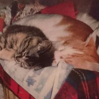 Uncle cat (@uncleca21422272) 's Twitter Profile Photo Uncle cat (@uncleca21422272) 's Twitter Profile Photo