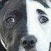 Alexander The Greatest ⛄️ (@thebarkhalf) Twitter profile photo Alexander The Greatest ⛄️ (@thebarkhalf) Twitter profile photo