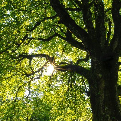 I am a tree in the middle of the night. I am the hope of a humanity united with the other species.