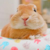 うさぎの麦ちゃんねる (@mugi20180208) 's Twitter Profile Photo