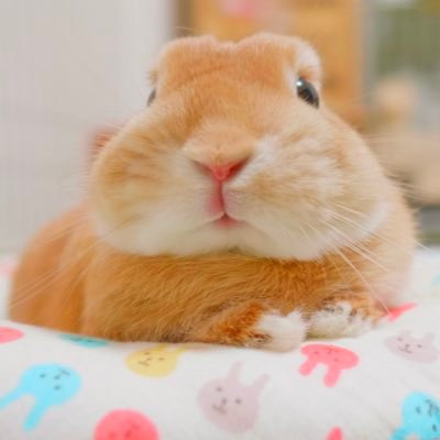 うさぎの麦 むぎ Mugi ウサギのジャンプ力って凄い うさぎ ジャンプ