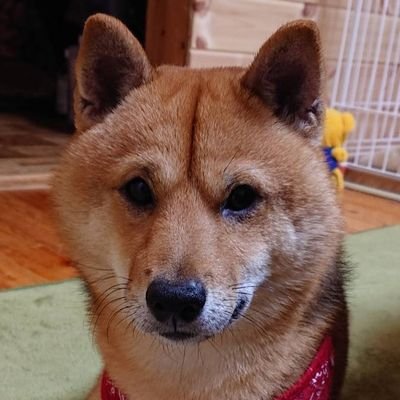 soh_soh0869's profile picture. 旅人です。喫茶、温泉。旅とゲームとカメラも好きを色々楽しむ。オープンワールド系とシューター系をたくさん遊んでたり。狩野英孝さん、2BRO.弟者さん、SPYGEAさんナト