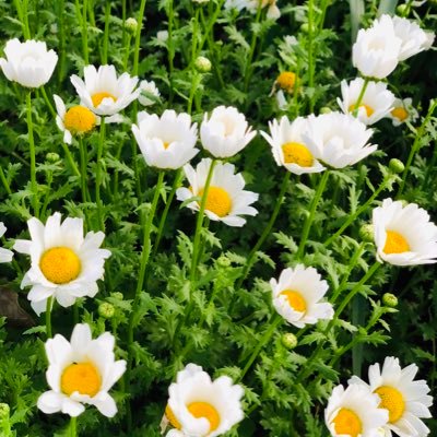 SYgxzkr3h's profile picture. 