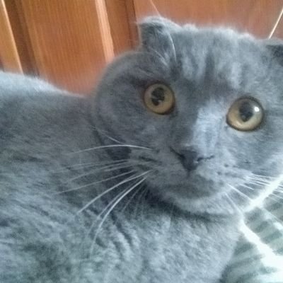 KillaNerme's profile picture. art-hujart