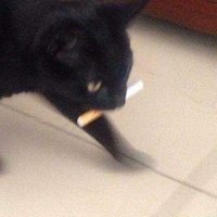 tonibler (@idididid999) 's Twitter Profile