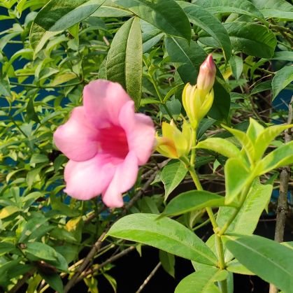 DonaldD75203676's profile picture. Good Poetry Hunter
 اچھی شاعری کا شکاری