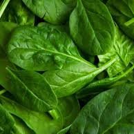 scientists taught us to email. 
we taught them to love 
#spinachemails #spinach