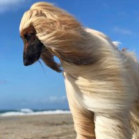 Tracy (@tarcyg) 's Twitter Profile