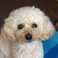 まめちゃん (@ayakos500407) 's Twitter Profile