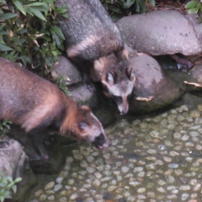 イラスト垢と分けました こちらではくろの日常、思ったこと、雑学、豆知識など 雑多なことをツイートしていきます イラスト垢 一般向け @kamiya_illust 成人向け @r18kamiyakarin Pixix https://t.co/XsiBdKvx8z