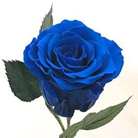 memoryerror725's profile picture. 転生しました。