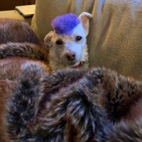 Dude (@iamdudethedog) 's Twitter Profile