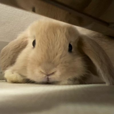 ろっっぷ うさぎオタク ただもぐもぐしてるだけの動画 いい音 ˊ ˋ ろっっぷ うさぎオタク ただもぐもぐしてるだけの動画 いい音 ˊ ˋ