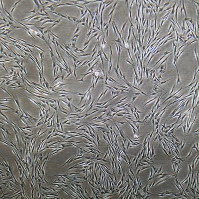Comparative Orthopedics and Regenerative Medicine Laboratory at Texas A & M
Advancing equine regenerative therapies