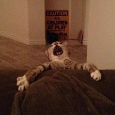 avada_K2's profile picture. 