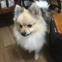 ポメラニアンのリッチ&保護猫のん (@dgee01) 's Twitter Profile