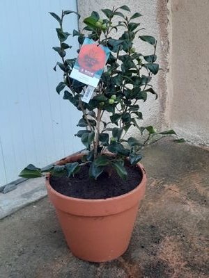 RagazzoP's profile picture. 