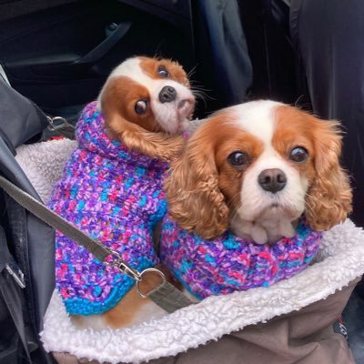 Ex Nurse. Vice Chair BMATCFJ Mummy to two beautiful Cavalier King Charles Spaniels. Against Child and Animal Cruelty