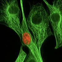 βιος-Society of Biological Sciences in Cyprus (@sbscyp) 's Twitter Profile Photo βιος-Society of Biological Sciences in Cyprus (@sbscyp) 's Twitter Profile Photo