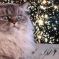 nerdfits's profile picture. My brain is made of jelly, and my heart is full of sea-lions