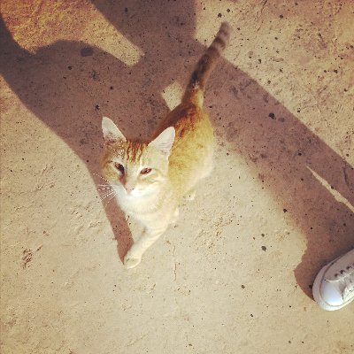 HarmoniousHarm3's profile picture. She/her