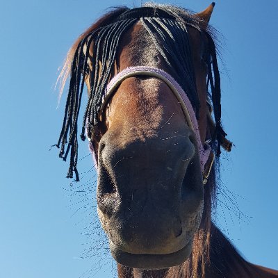 theknoert's profile picture. Trav! Går all in for gutta mine Restless By the Sea og Twentyfive Bekken 🥰💪