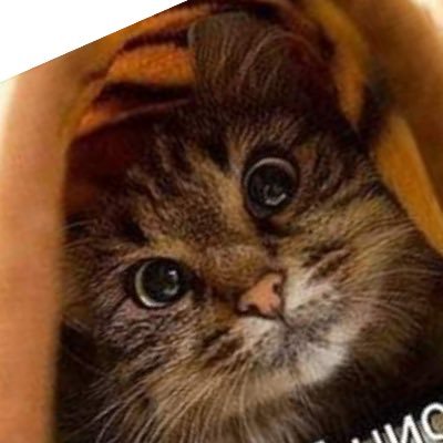 adoptme11339487's profile picture. 