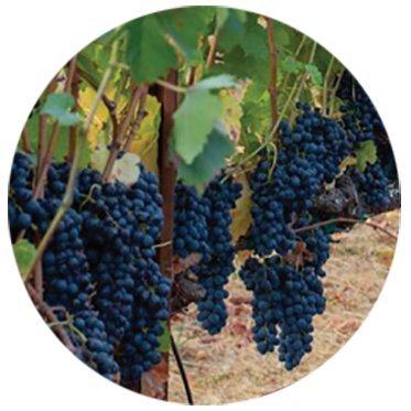 From Business Expert Press, Healthy Vines, Pure Wines is a concise, one-stop resource on sustainable winemaking and its role in combating climate change.