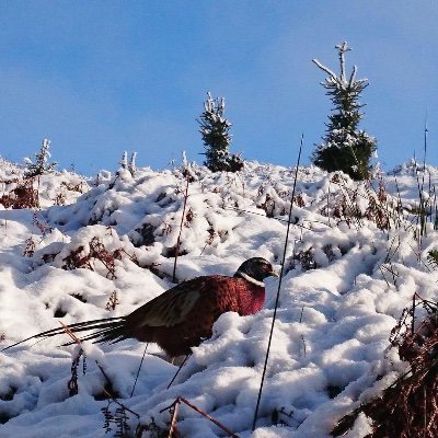 cbangelming's profile picture. 雲淡風輕，海闊天空