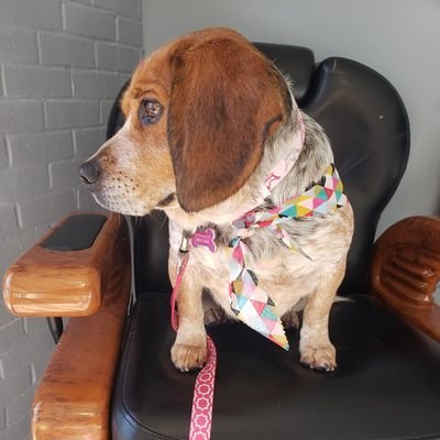 Sundae is the sweetest beagle gurl in town!