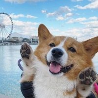 My Favoritecorgi(@favcorgi_usa) 's Twitter Profile Photo