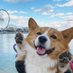 My Favoritecorgi (@favcorgi_usa) Twitter profile photo