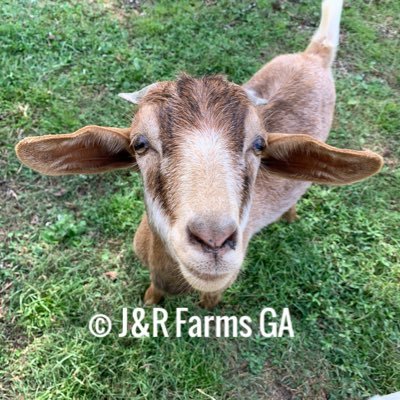 J&R Farms : Antique Tractors, Chickens,Fresh eggs, Goats and a Donkey’s. Repairing/ Restoring antique tractors for the general public. https://t.co/QWW2vswzNI