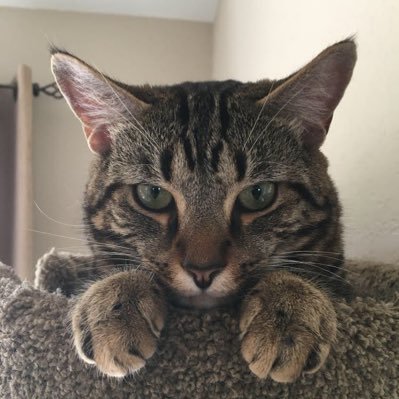 sdmikef's profile picture. Join me on: 
Spoutible: https://t.co/WL7GSDfBQR