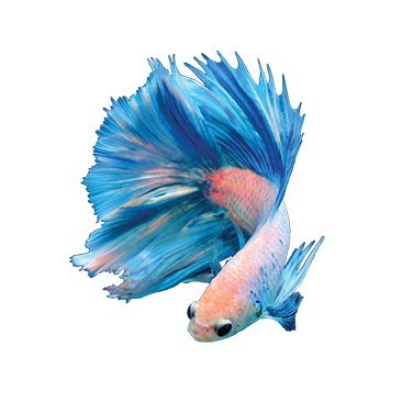 Bettas Aren't Basic™
Welcome to Betta Basics! Whether you're new to the hobby or not, you can always learn something new about bettas every day.