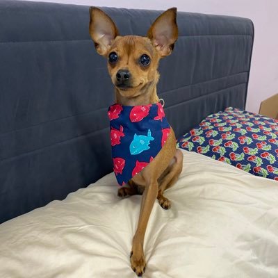 IG: loui.thechi -Just a 3 legged chi living in a big world!