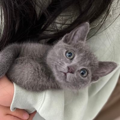 ロシアンブルーのレム かわいいなぁおい ロシアンブルー かわいい たまらん 子猫 ロシアンブルーのレム かわいいなぁおい ロシアンブルー かわいい たまらん 子猫