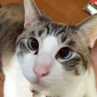 Hiroao16 (@hiroao8720) 's Twitter Profile
