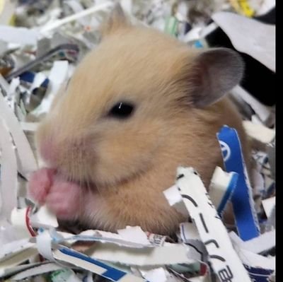 jRuhO5IQw3qPYLC's profile picture. よろー
暇人
春から社会人