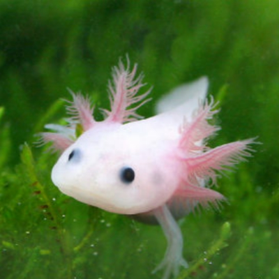 maica5151's profile picture. 成人済み(30↑)腐。
🟧🟩たまに🟥🟩／元々は右利。／2022年末からkkir熱再燃中～🍆🐬／呪(五夏五)／宜nzさん／🚓🌸💴／風強／HQ／ジョカゲ