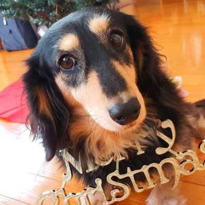 まろまゆフクちゃんねる Qkf39futb7uyuv9 Twitter まろまゆフクちゃんねる Qkf39futb7uyuv9 Twitter