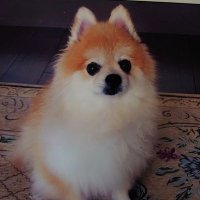 みぎやん (@e3_bkmma1) 's Twitter Profile