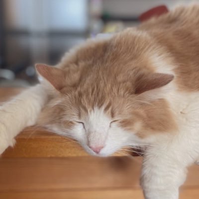 NorwayCat2017's profile picture. 2匹のノルウェージャンとちょびっと園芸🌸🌱