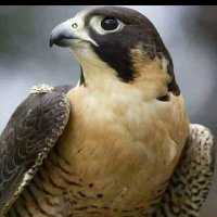 الصقر الشامخ. (@qwer8790) 's Twitter Profile
