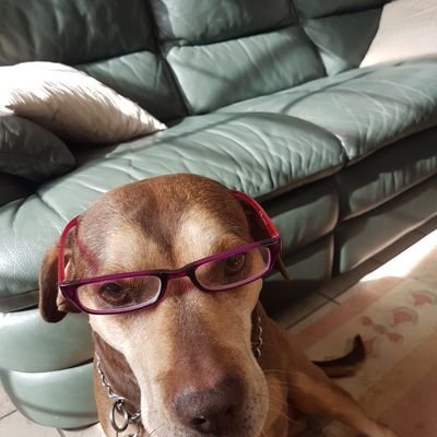 zoulouai's profile picture. Opsporingen naar wantoestanden en publieke leugens ...hart voor Vlamingen en hard voor onrecht