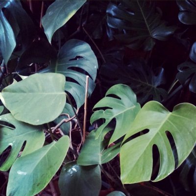 hagisa's profile picture. Dev