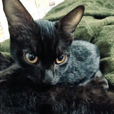 kinderuniverse's profile picture. compassion, go vegan , follow veganigm , save animals , save planet , speak for animals