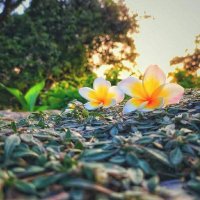 Htet Thinzar (@htetthi55525148) 's Twitter Profile