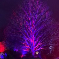 Rebecca Collins (@chapelhousebeki) 's Twitter Profile