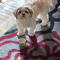 Bella Fitzgerald(The Zuchon Princess) (@bellathezuchon) 's Twitter Profile Photo Bella Fitzgerald(The Zuchon Princess) (@bellathezuchon) 's Twitter Profile Photo